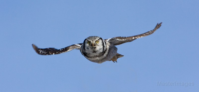 IMG_6762c.jpg - Northern Hawk-Owl (Surnia ulula)
